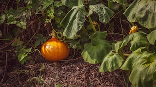Many mistakes can occur when growing pumpkins.