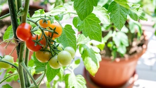 Tomatoes can also be wonderfully grown on a balcony, but there are a few things to keep in mind.
