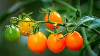 Homegrown tomatoes have better quality than store-bought ones if you cultivate them correctly.