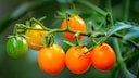 Homegrown tomatoes have better quality than store-bought ones if you cultivate them correctly.