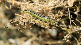 In a short period, the box tree moth can cause significant damage.