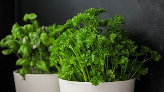 If parsley isn't growing, it's often due to care mistakes.