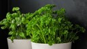 If parsley isn't growing, it's often due to care mistakes.