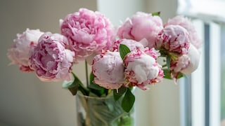 Blooming peonies are real eye-catchers, even in a vase.