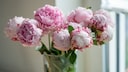 Blooming peonies are real eye-catchers, even in a vase.