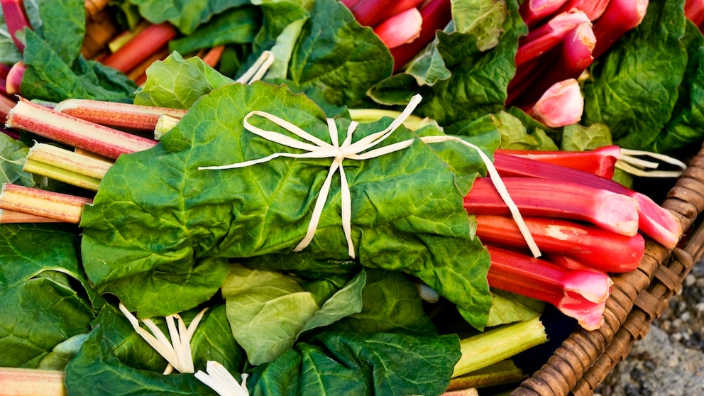 Rhubarb should be used quickly after harvest