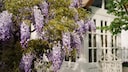 In the spring, wisteria blooms with blue-violet flower clusters, giving the house and garden a fairy-tale touch.
