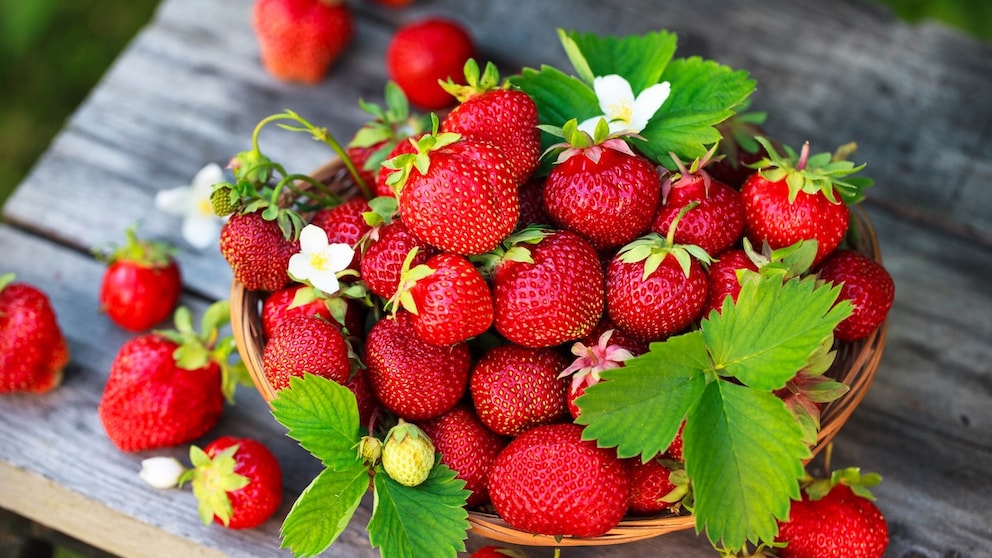 Ripe strawberries can be identified by their deep color and sweet aroma.
