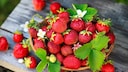Ripe strawberries can be identified by their deep color and sweet aroma.