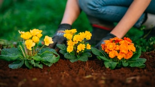 Should you plant flowers in the vegetable garden, or is that a no-go?