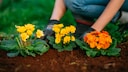 Should you plant flowers in the vegetable garden, or is that a no-go?
