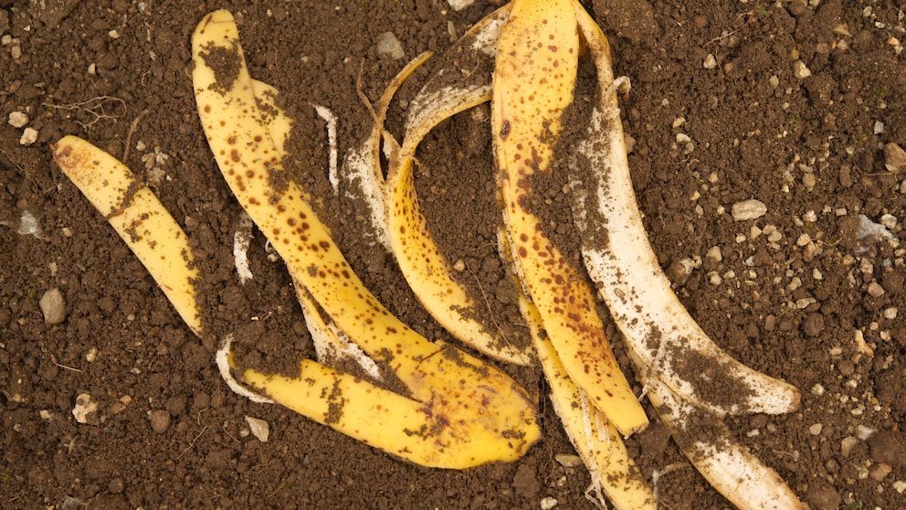 Banana peels contain many nutrients, but can they also be used as fertilizer?