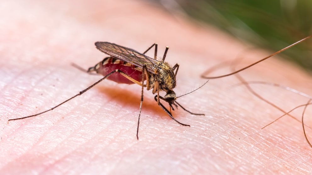 They are annoying, disruptive, and their bites hurt: Mosquitoes often visit us at night.