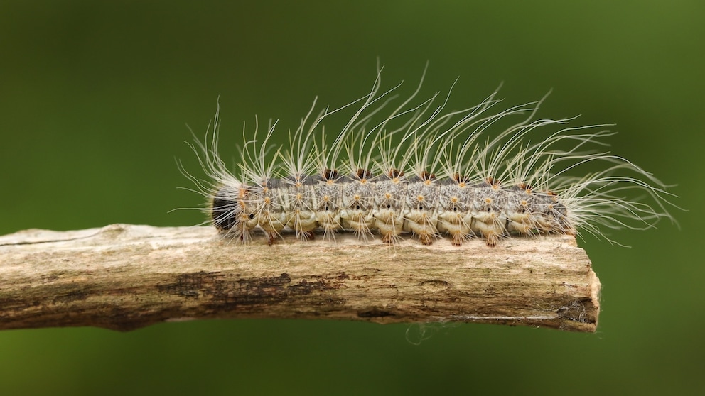 Oak processionary moths may be small, but the danger they pose should be taken seriously.