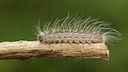 Oak processionary moths may be small, but the danger they pose should be taken seriously.