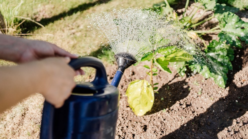 Please avoid watering from above. Zucchini leaves should not get wet when watering.
