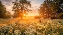 The "Schafskälte" is a brief period in June when temperatures can become cooler again.