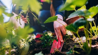 Those who plant regularly should not only consider the price when choosing a trowel.