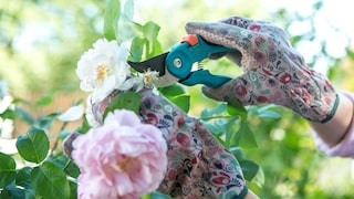Pruning Shears Test