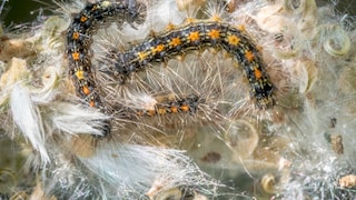 Among the most voracious garden pests is the caterpillar of the goldtail moth.
