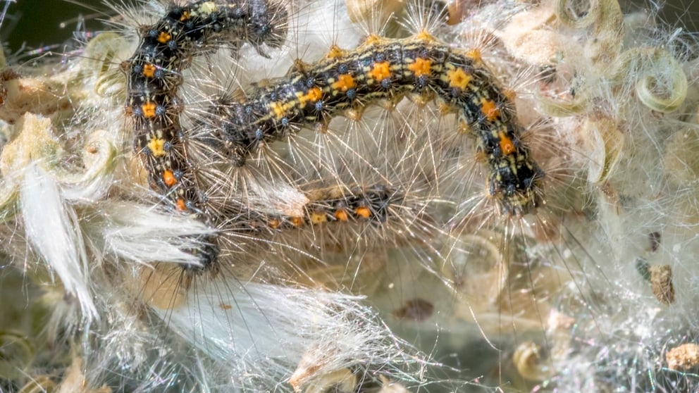 Among the most voracious garden pests is the caterpillar of the goldtail moth.