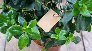 If you have too many plants, you don't have to throw them away. You can give them away or even sell them.