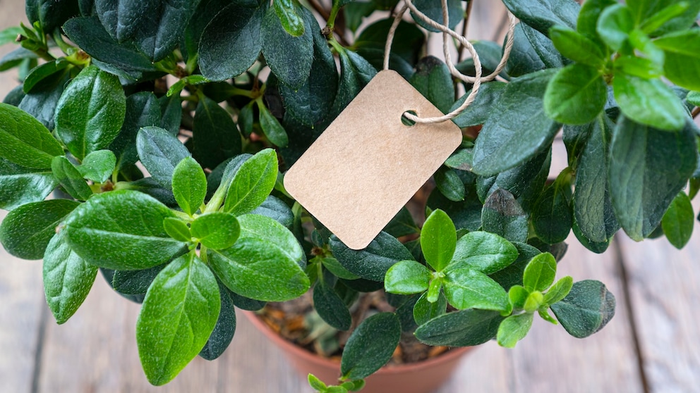 If you have too many plants, you don't have to throw them away. You can give them away or even sell them.