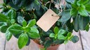 If you have too many plants, you don't have to throw them away. You can give them away or even sell them.