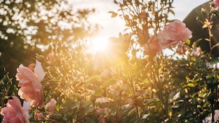 Sun on Siebenschläfertag Offers Hope for Continued Good Weather
