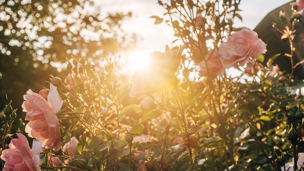 Sun on Siebenschläfertag Offers Hope for Continued Good Weather