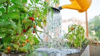 Regular irrigation is essential.