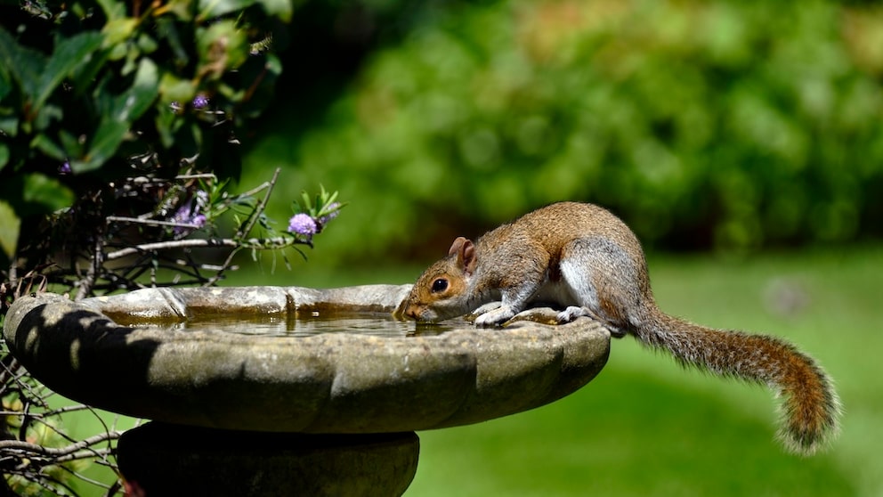 Wild Animals in Summer