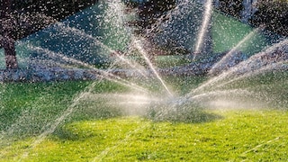 Watering Lawns in Heat