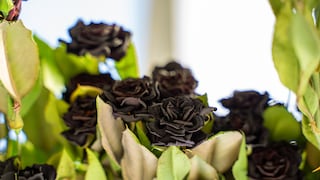 black rose