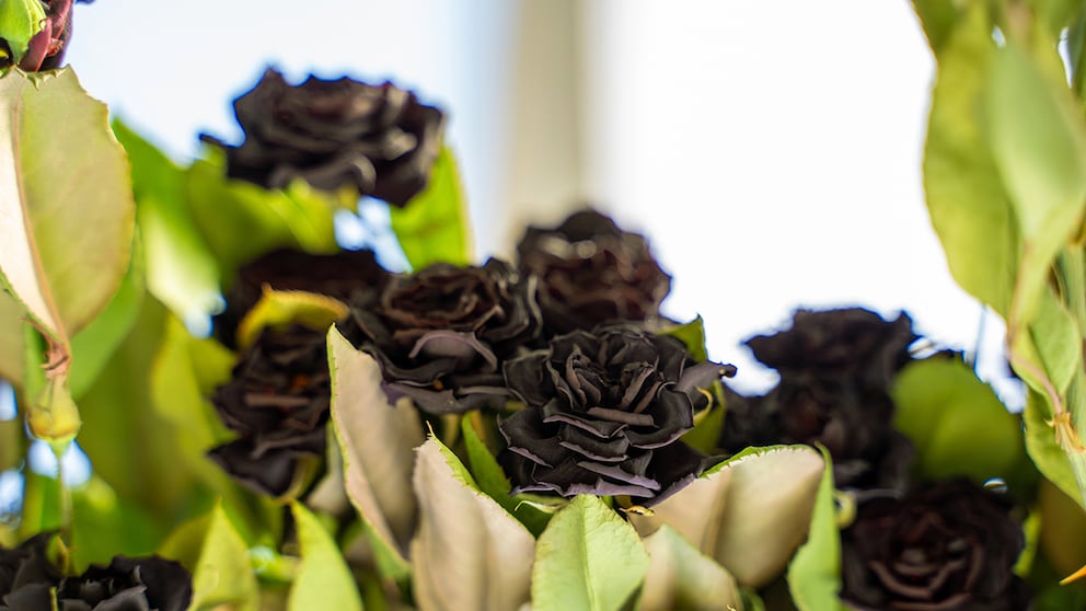 black rose