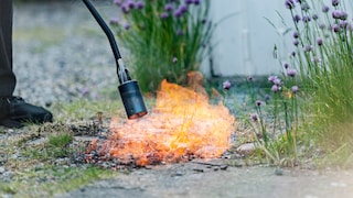 Weeds along paths or between paving stones are unsightly, but is it permissible to simply burn them?