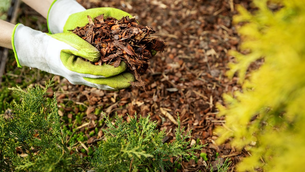 There are numerous alternatives to traditional bark mulch, but which ones are suitable for which plants?