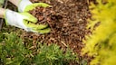 There are numerous alternatives to traditional bark mulch, but which ones are suitable for which plants?