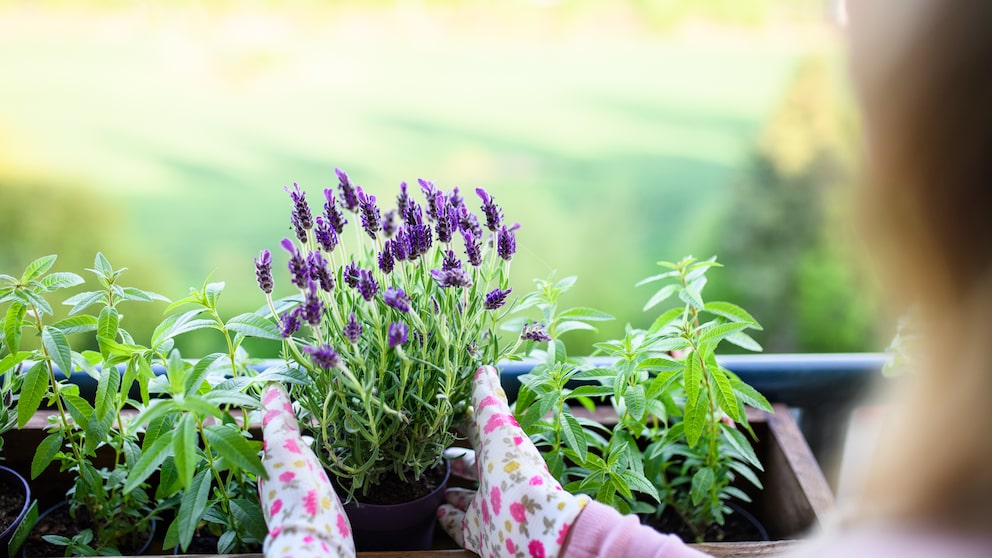 Lavender can be easily propagated if you know how to do it.