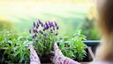 Lavender can be easily propagated if you know how to do it.