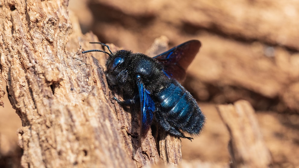 The black hornet is not, as the name might suggest, a hornet.
