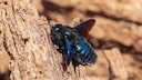 The black hornet is not, as the name might suggest, a hornet.