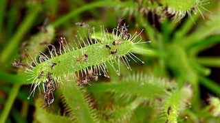 Cape sundew traps insects with its sticky tentacles