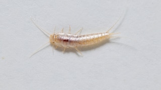 Visually, the ghost silverfish and the silverfish are almost indistinguishable from each other.