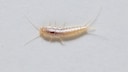 Visually, the ghost silverfish and the silverfish are almost indistinguishable from each other.