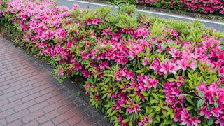 Simple hedges should be kept in shape, but there are a few things to consider with flowering hedges.