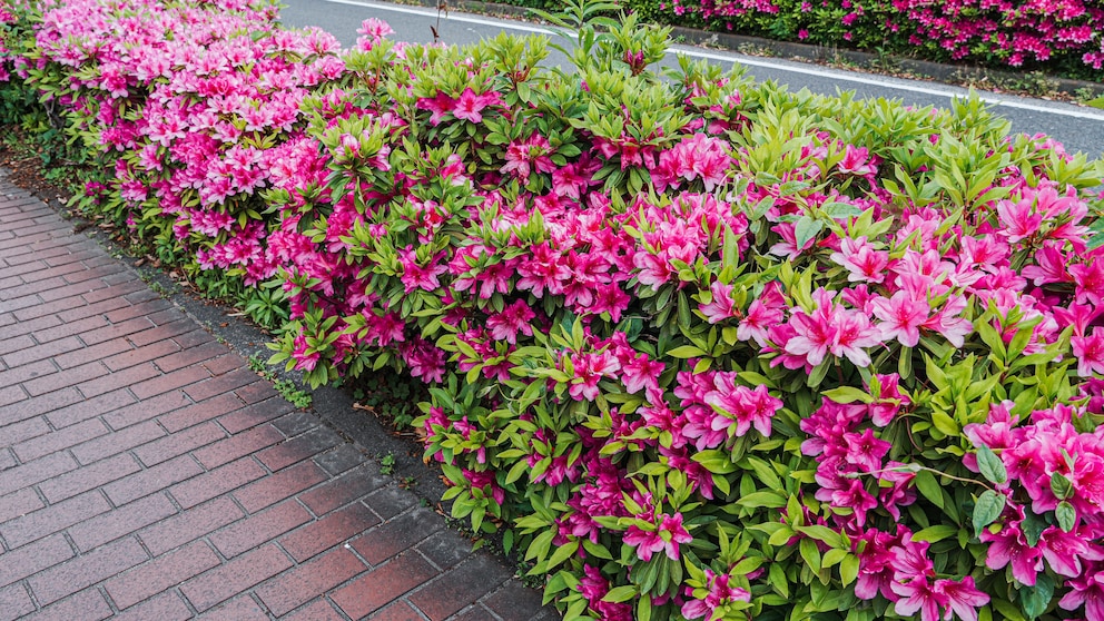 Simple hedges should be kept in shape, but there are a few things to consider with flowering hedges.