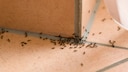 You don't have to resort to harsh chemicals to deal with an ant infestation—home remedies can also be effective.