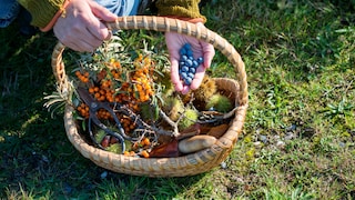 When foraging, you can encounter many colorful wild plants.