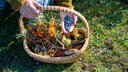 When foraging, you can encounter many colorful wild plants.